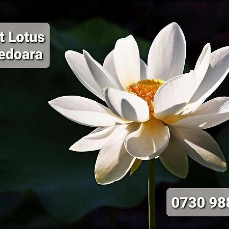 Апартаменти Night Lotus Хунедоара Екстер'єр фото