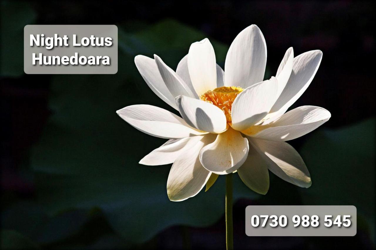 Апартаменти Night Lotus Хунедоара Екстер'єр фото